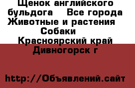 Щенок английского бульдога  - Все города Животные и растения » Собаки   . Красноярский край,Дивногорск г.